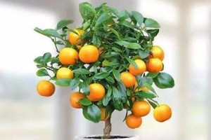 厨房放什么植物招财？（植物招财专家教你选择，厨房放这些植物，财运暴涨！）