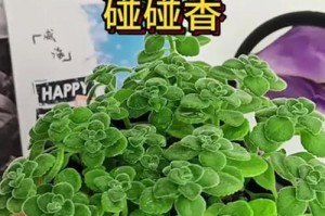 夏季碰碰香的养护之道（做好以夏季碰碰香的养护，让它茁壮成长）