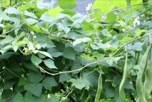 如何正确种植菜豆？（时间、方法、技巧全解析）