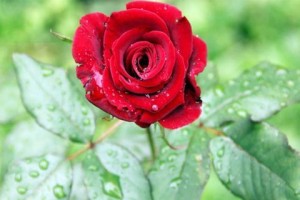 属狗的你，这些花儿要养起来！（为你的生活添点美丽，让幸福滋润你一生）