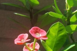 如何成功养殖骨刺花（学会最佳方法，让您的植物茁壮成长）