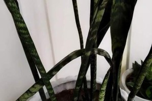 虎皮兰茶水浇种好处及方法（让虎皮兰健康成长的秘诀）