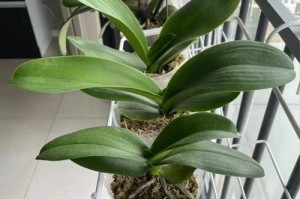 蝴蝶兰种植秘籍（蝴蝶兰适合什么土壤种植？如何打理？）