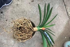 长寿花春夏季养护指南（打造美丽长寿花花园，关键在于正确的养护方法）
