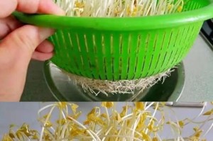 如何最佳保存绿豆芽？（科学储存让绿豆芽更加鲜美。）