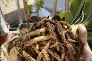 自制钾肥，让养花更有效（用家庭废弃物打造天然肥料，轻松养花不再烦恼）
