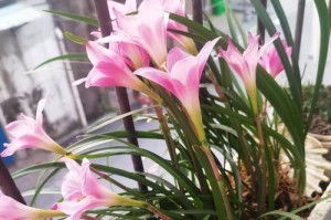 兰花的养护技巧（打造美丽的兰花园，）