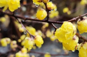 腊梅花开花时间（揭秘腊梅花的开花季节和适宜环境）