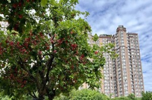 莲雾树的生长周期与结果时间（种植、育苗、开花结果及其关键要素）
