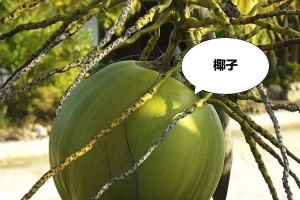 椰子成熟时间及采摘技巧（了解椰子成熟的季节和采摘要点，享受美味健康的椰子果实）