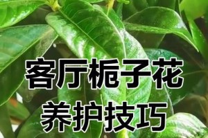 室内栀子花的养殖指南（打造小巧雅致的栀子花盆景，享受室内花园的美好）