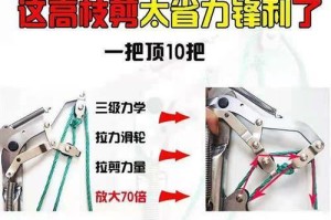 龙眼树的剪枝技巧（合适的时间、方法和注意事项）
