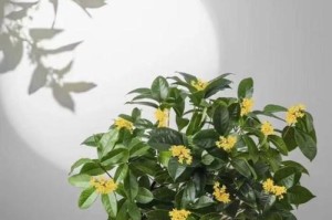 室内吉祥花卉大全（为家庭增添幸福的15种花卉）