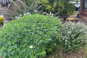 迷迭香的日晒养护法（春夏日光下，迷迭香要如何养护）