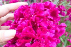 冬季如何处理鸡冠花？（保护鸡冠花以迎接春天的绚烂）