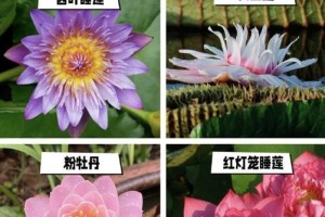 如何快速促进睡莲开花？（让睡莲在短时间内绽放鲜花）