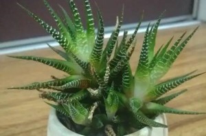 石竹光长叶子不开花——原因和治疗方法（探究石竹光长叶子不开花的根源及对策）