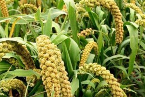六月种植指南（六月是什么季节？适合种植什么农作物？）