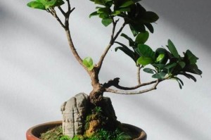 新津榕树盆景养护指南（打造优美盆景，关键在于正确养护）