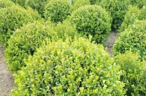 黄杨植物的生态特征及用途（探秘黄杨植物的生长环境、功能和文化价值）