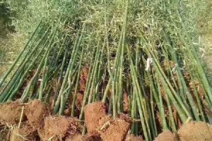 如何种植毛竹（毛竹种子的选取和种植步骤详解）