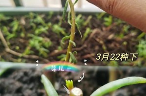 如何科学养护以太阳花（以太阳花的土壤需求与养护技巧）