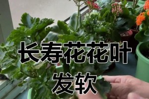 长寿花烂根常见问题解决办法（帮助您解决长寿花经常烂根问题的有效方法）