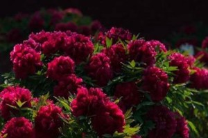 菏泽牡丹盛开时节（赏花攻略、花期预测、景点推荐）