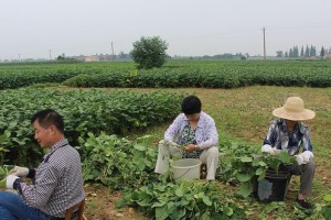 毛豆的种植与养护（从种子到收获，一步步教你种植毛豆）