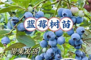 蓝莓的开花结果时间（了解蓝莓的生长规律，享受丰硕果实）