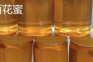 槐花的品质和精神（追寻自然之美，感受槐花的生命力）