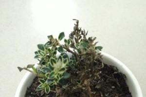 拯救蔫儿了的树叶（掌握关键技巧，让树叶重新焕发绿意）