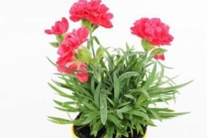 康乃馨的家庭养护（从育苗到开花，打造美丽庭院的技巧和方法）