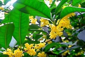 绚丽多彩的桂花世界（探寻桂花世界的色彩之美）