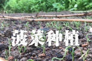 菠菜种子发芽时间及发芽技巧（菠菜种子发芽需要多长时间？如何提高发芽率？）
