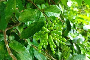 红薯——又甜又营养的地下块茎植物（探秘红薯的植物学特征和食用价值）