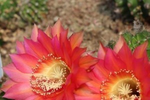 仙人棒不开花的原因及解决方法（探究仙人棒不开花的各种情况，帮助你轻松解决问题）