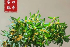 月月桂的养护与繁殖技巧（以月月桂怎么养为主题的养护指南）