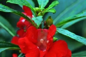 探秘凤仙花的生长环境（凤仙花的喜好、生长条件和适宜栽培方法）