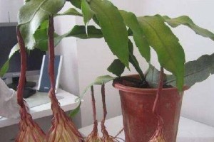 昙花养护之道（如何让昙花绽放出迷人的花朵）