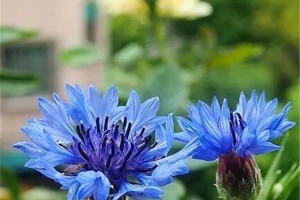 矢车菊的花语与寓意（探寻矢车菊的深层含义，揭秘矢车菊背后隐藏的秘密）