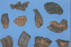 贯众功效与作用解析（揭秘贯众的多重功效与作用，打造健康生活）