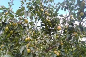 菠萝蜜黄叶病的治疗方法（药物治疗对黄叶病的效果）