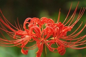 傲慢的花语（一探花之高傲，品味傲慢之美）