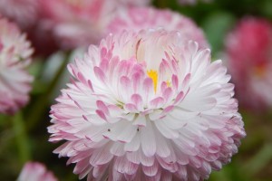 玛格丽特的花期与开花次数（一年几次？花期在哪个月份？）