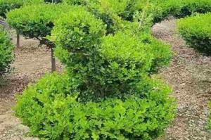 小叶黄杨——一种常绿植物（了解小叶黄杨的特点和生态习性）