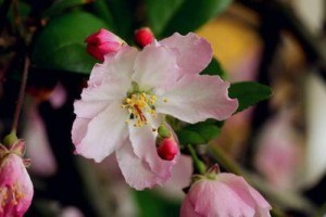 海棠开花时间（探寻海棠的开花奥秘）