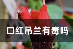 口红吊兰的繁殖方法（从叶插到分株，你需要知道的所有方法）