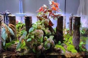 大缸适合种什么植物？（探究大缸栽培植物的适宜性）