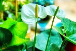 白掌叶子的修剪技巧（白掌叶子的修剪时间、修剪工具和步骤等详解）